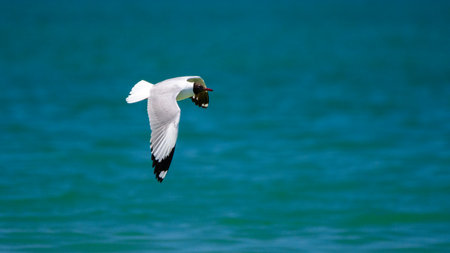 Seagull in flight, A Brown-headed Gull (Chroicocephalus brunnicephalus) soars gracefully above the...