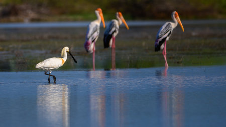 A Eurasian spoonbill wades gracefully through the shallow waters of a wetland in Mannar, Sri Lanka. Painted storks stand still in the background.の写真素材