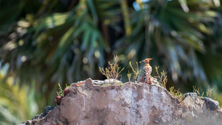 Hoopoe (Upupidae) perches on a crumbling wall, holding an insect in its beak. Lush, out-of-focus...