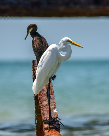 A great egret and a cormorant perch side by side on a rusted iron beam. Captured in Mannar, Sri Lankaの写真素材