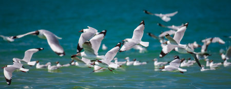 Large flock of Brown-headed Gulls flying above the shimmering waters of Talaimannar, Sri Lanka,