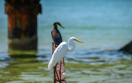 A great egret and a cormorant perch side by side on a rusted iron beam. Captured in Mannar, Sri...