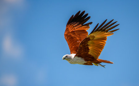 Brahminy Kite flies across the sky with striking rust-colored wings, clutching a fish in its talons....