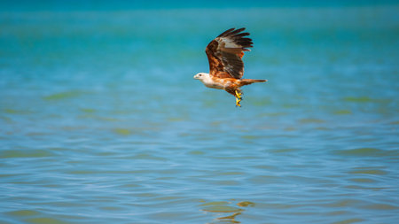 Brahminy kite rises above the blue waters with wings spread wide, clutching a fish in its talons after a successful dive.の写真素材