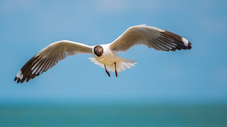 Brown-headed Gull flying with its wings extended against the skies of Talaimannar, Sri Lankaの写真素材
