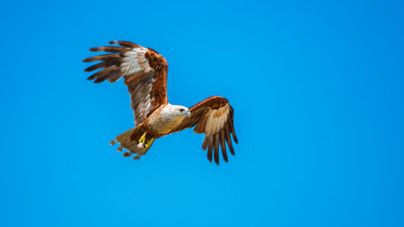 Brahminy Kite soars through the clear blue sky with wings fully spread and eyes focused.