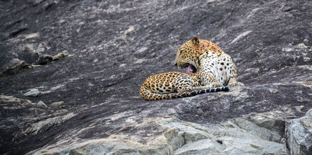 A leopard is lying on a rock while grooming itself in a relaxed position on the stone surface at Yala National Park.