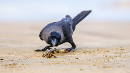 Curious crow hunting a small Crab on a sandy beach. Wildlife interaction close up in a natural coastal habitat