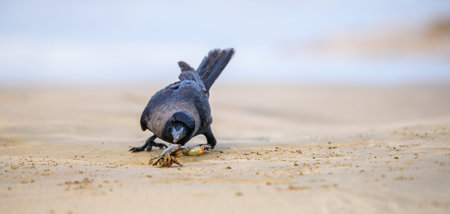 Curious crow hunting a small Crab on a sandy beach. Wildlife interaction close up in a natural coastal habitat