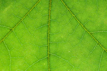 Green Leaf