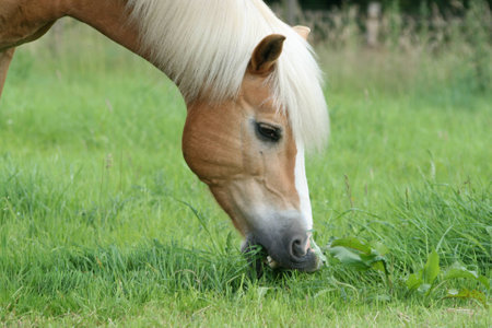 Haflinger during feedingの写真素材