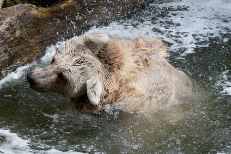 Baer shakesの写真素材