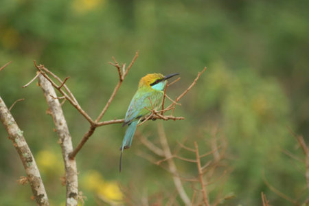 Green Bee Eater Bird
