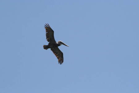 Pelican in the airの写真素材