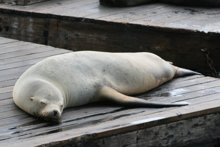 Seal Pier 39 San Franciscoの写真素材