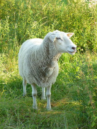 sheep is curiousの写真素材