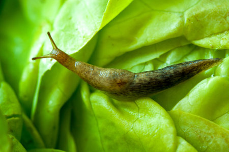 Snail with lettuce leafの写真素材