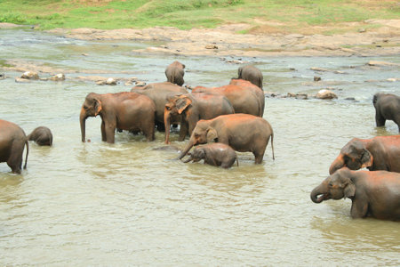 Elephants taking a bathの写真素材