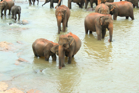 Elephant Herdの写真素材