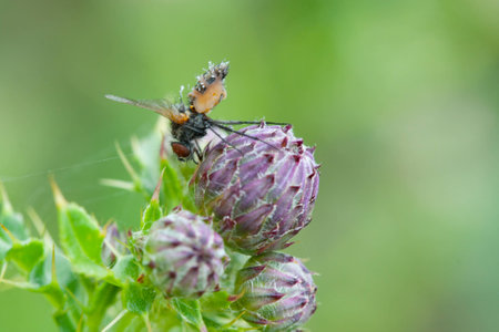 Fly on a thistleの写真素材