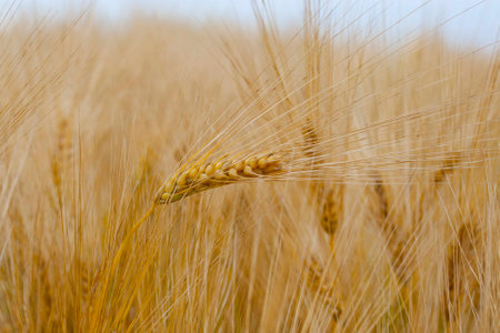 Barley