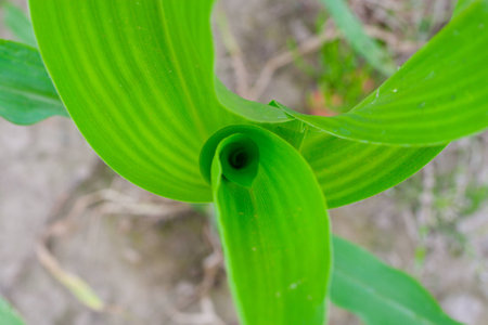 corn plantの写真素材