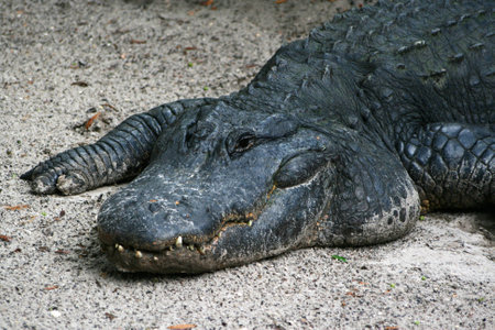 Alligator im Sandの写真素材