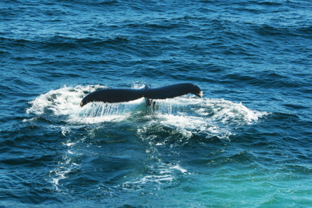 Fluke vom Walの写真素材