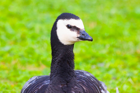 Head of a Barnacle Gooseの写真素材