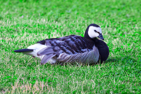 Barnacle Goose is on the meadowの写真素材