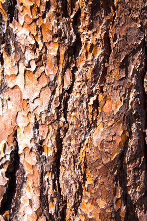 Brown Bark