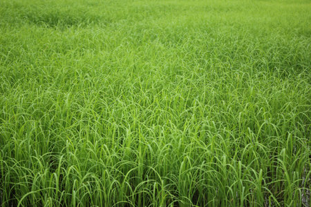 a swamp grass that is widely cultivated as a source of food, especially at Asia in Thailandの写真素材