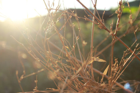 Dead bamboo tree, Bambuseaeの写真素材