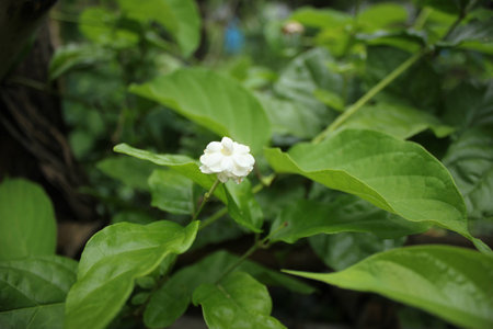 Jasminum, Jasmine for Mother's Dayの写真素材