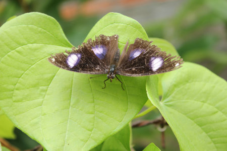 Butterfly dot patternの写真素材