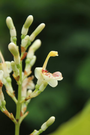 Alpinia galangaの写真素材