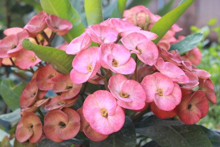 Crown of thorns plantの写真素材
