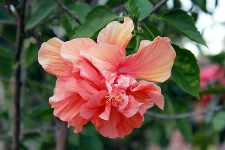 Hibiscus rosa-sinensisの写真素材