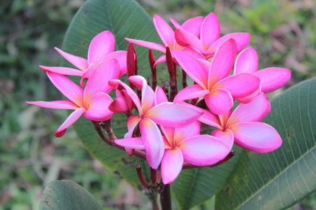 Plumeriaの写真素材