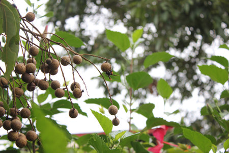 Longan Dimocarpus longanの写真素材