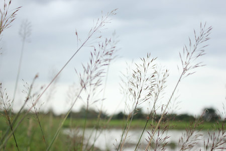 Chrysopogon aciculatusの写真素材