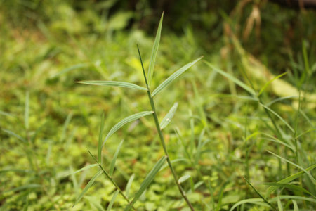 Cynodon dactylonの写真素材