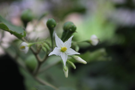 Solanum torvum, pea eggplantの写真素材
