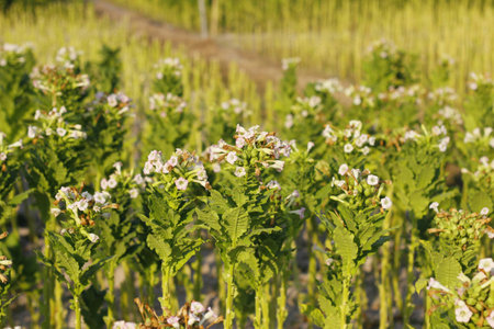 Green tobacco fieldsの写真素材