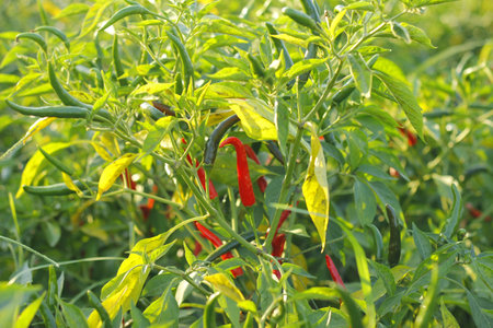 Citrullus lanatus plantの写真素材