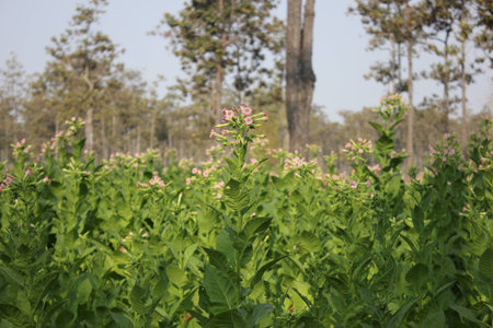 tobaccoの写真素材