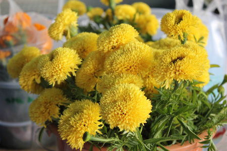 calendula , Tagetes erectaの写真素材