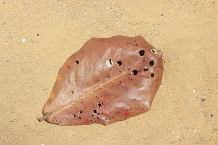 Leaves, philosophyの写真素材