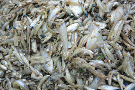 Minnow, Esomusの写真素材