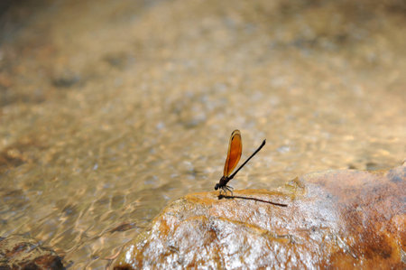 Dragonflyの写真素材